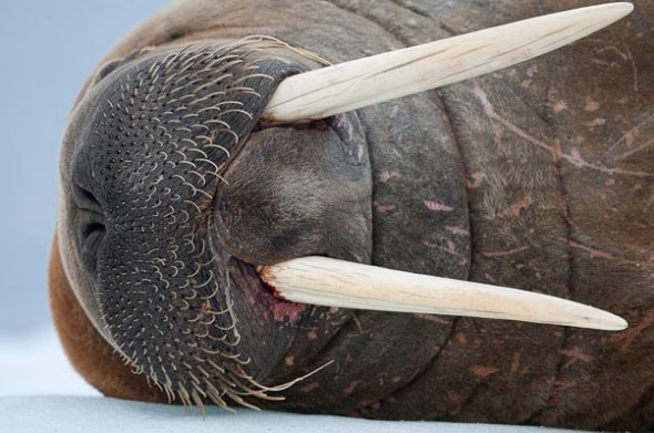 ������д