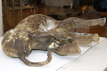 2007年在俄罗斯北极地区发现的猛犸象尸体