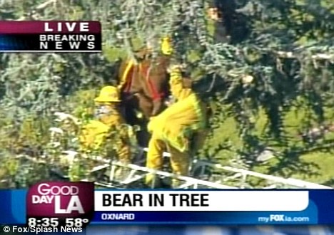 消防队员利用云梯营救黑熊。