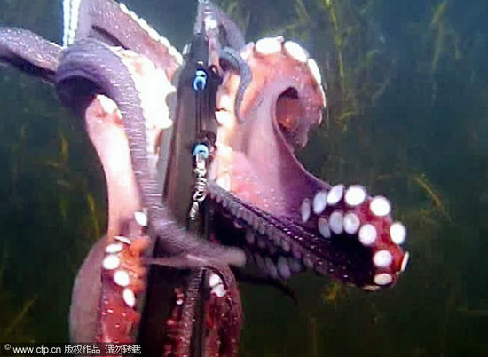 章鱼缠住摄像设备。