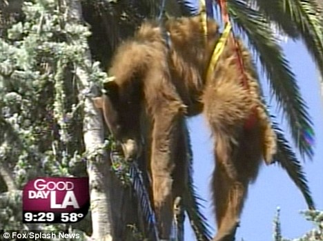 在麻醉剂作用下,黑熊陷入昏迷状态,消防队员随即用安全带将它绑好,而后将它从树上救下。