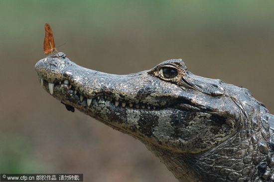 蝴蝶停在鳄鱼头上歇脚。