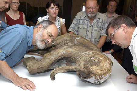 猛犸“莱巴”曾引起科学家的极大<a href=http://www.xinjiewang.com/aiqingxinxi/2/3/ target=_blank class=infotextkey><a href=http://www.xinjiewang.com/aiqingxinxi/2/3/ target=_blank class=infotextkey>兴趣</a></a>