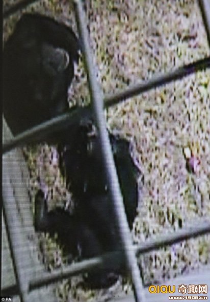 它们甚至帮它清洁身体并频频确认它是否还活着。