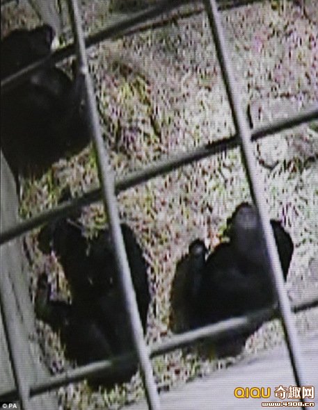 &ldquo;����&rdquo;������&ldquo;����&rdquo;Χ£��ȥ������ظ�������̧������ͷ�����ɵø����Щ��