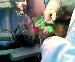 北大医学部药理学系实验课上,<a href=http://www.xinjiewang.com/meinv/14/ target=_blank class=infotextkey>学生</a>正在用猫进行实验。该实验用猫被指来源不明。本报记者 蓝筠 摄